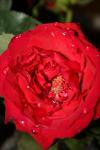 <img100*0:stuff/z/73640/rose%2520ref%2520upload/i1266704504_19.jpg>