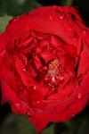 <img100*0:stuff/z/73640/rose%2520ref%2520upload/i1266704504_20.jpg>