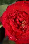 <img100*0:stuff/z/73640/rose%2520ref%2520upload/i1266705690_1.jpg>