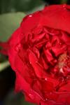 <img100*0:stuff/z/73640/rose%2520ref%2520upload/i1266705691_2.jpg>