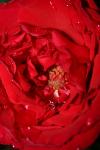 <img100*0:stuff/z/73640/rose%2520ref%2520upload/i1266705692_3.jpg>