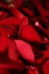 <img100*0:stuff/z/73640/rose%2520ref%2520upload/i1266705692_4.jpg>