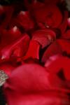<img100*0:stuff/z/73640/rose%2520ref%2520upload/i1266705693_5.jpg>