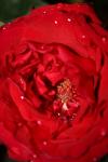 <img100*0:stuff/z/73640/rose%2520ref%2520upload/i1266705694_6.jpg>