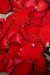 <img100*0:stuff/z/73640/rose%2520ref%2520upload/i1266705695_7.jpg>