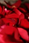 <img100*0:stuff/z/73640/rose%2520ref%2520upload/i1266705696_8.jpg>