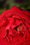 <img100*0:stuff/z/73640/rose%2520ref%2520upload/i1266705697_10.jpg>