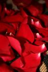 <img100*0:stuff/z/73640/rose%2520ref%2520upload/i1266705697_9.jpg>