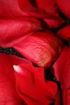 <img100*0:stuff/z/73640/rose%2520ref%2520upload/i1266705698_11.jpg>