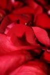 <img100*0:stuff/z/73640/rose%2520ref%2520upload/i1266705699_12.jpg>