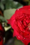 <img100*0:stuff/z/73640/rose%2520ref%2520upload/i1266705699_13.jpg>