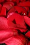 <img100*0:stuff/z/73640/rose%2520ref%2520upload/i1266705700_14.jpg>