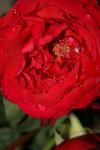<img100*0:stuff/z/73640/rose%2520ref%2520upload/i1266705702_16.jpg>