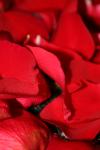 <img100*0:stuff/z/73640/rose%2520ref%2520upload/i1266705702_17.jpg>