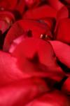 <img100*0:stuff/z/73640/rose%2520ref%2520upload/i1266705703_18.jpg>