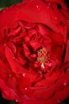 <img100*0:stuff/z/73640/rose%2520ref%2520upload/i1266705704_19.jpg>