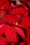 <img100*0:stuff/z/73640/rose%2520ref%2520upload/i1266705705_20.jpg>