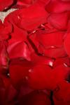 <img100*0:stuff/z/73640/rose%2520ref%2520upload/i1266705706_21.jpg>