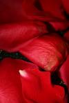 <img100*0:stuff/z/73640/rose%2520ref%2520upload/i1266706944_1.jpg>