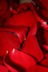 <img100*0:stuff/z/73640/rose%2520ref%2520upload/i1266706945_2.jpg>