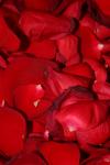 <img100*0:stuff/z/73640/rose%2520ref%2520upload/i1266706946_3.jpg>