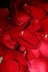 <img100*0:stuff/z/73640/rose%2520ref%2520upload/i1266706947_4.jpg>