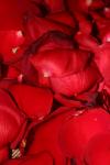 <img100*0:stuff/z/73640/rose%2520ref%2520upload/i1266706947_5.jpg>