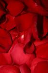 <img100*0:stuff/z/73640/rose%2520ref%2520upload/i1266706948_6.jpg>