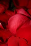 <img100*0:stuff/z/73640/rose%2520ref%2520upload/i1266706949_7.jpg>