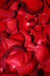 <img100*0:stuff/z/73640/rose%2520ref%2520upload/i1266706950_8.jpg>