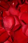 <img100*0:stuff/z/73640/rose%2520ref%2520upload/i1266706951_9.jpg>