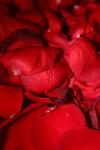 <img100*0:stuff/z/73640/rose%2520ref%2520upload/i1266706952_10.jpg>