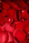 <img100*0:stuff/z/73640/rose%2520ref%2520upload/i1266706953_11.jpg>