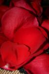 <img100*0:stuff/z/73640/rose%2520ref%2520upload/i1266706954_12.jpg>