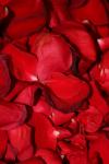 <img100*0:stuff/z/73640/rose%2520ref%2520upload/i1266706954_13.jpg>