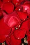 <img100*0:stuff/z/73640/rose%2520ref%2520upload/i1266706955_14.jpg>