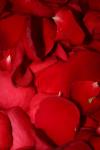 <img100*0:stuff/z/73640/rose%2520ref%2520upload/i1266706956_15.jpg>