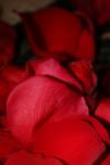 <img100*0:stuff/z/73640/rose%2520ref%2520upload/i1266706957_16.jpg>