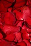 <img100*0:stuff/z/73640/rose%2520ref%2520upload/i1266706958_17.jpg>