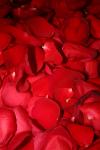 <img100*0:stuff/z/73640/rose%2520ref%2520upload/i1266706959_18.jpg>