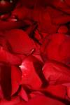 <img100*0:stuff/z/73640/rose%2520ref%2520upload/i1266706960_19.jpg>