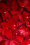 <img100*0:stuff/z/73640/rose%2520ref%2520upload/i1266706960_20.jpg>