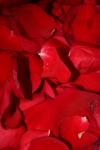 <img100*0:stuff/z/73640/rose%2520ref%2520upload/i1266706961_21.jpg>
