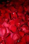 <img100*0:stuff/z/73640/rose%2520ref%2520upload/i1266706962_22.jpg>