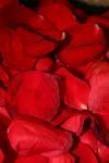<img100*0:stuff/z/73640/rose%2520ref%2520upload/i1266706963_23.jpg>