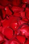 <img100*0:stuff/z/73640/rose%2520ref%2520upload/i1266706964_24.jpg>