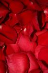 <img100*0:stuff/z/73640/rose%2520ref%2520upload/i1266706965_25.jpg>