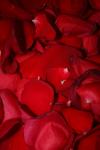 <img100*0:stuff/z/73640/rose%2520ref%2520upload/i1266706966_26.jpg>