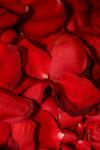 <img100*0:stuff/z/73640/rose%2520ref%2520upload/i1266706967_27.jpg>