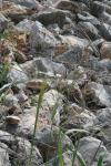 <img100*0:stuff/z/73640/scenery%2520reference/i1263268421_7.jpg>
